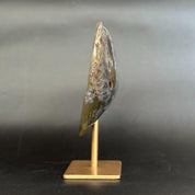 A polished natural shell or stone specimen displayed upright on a small gold-colored metal stand against a dark gray gradient background.