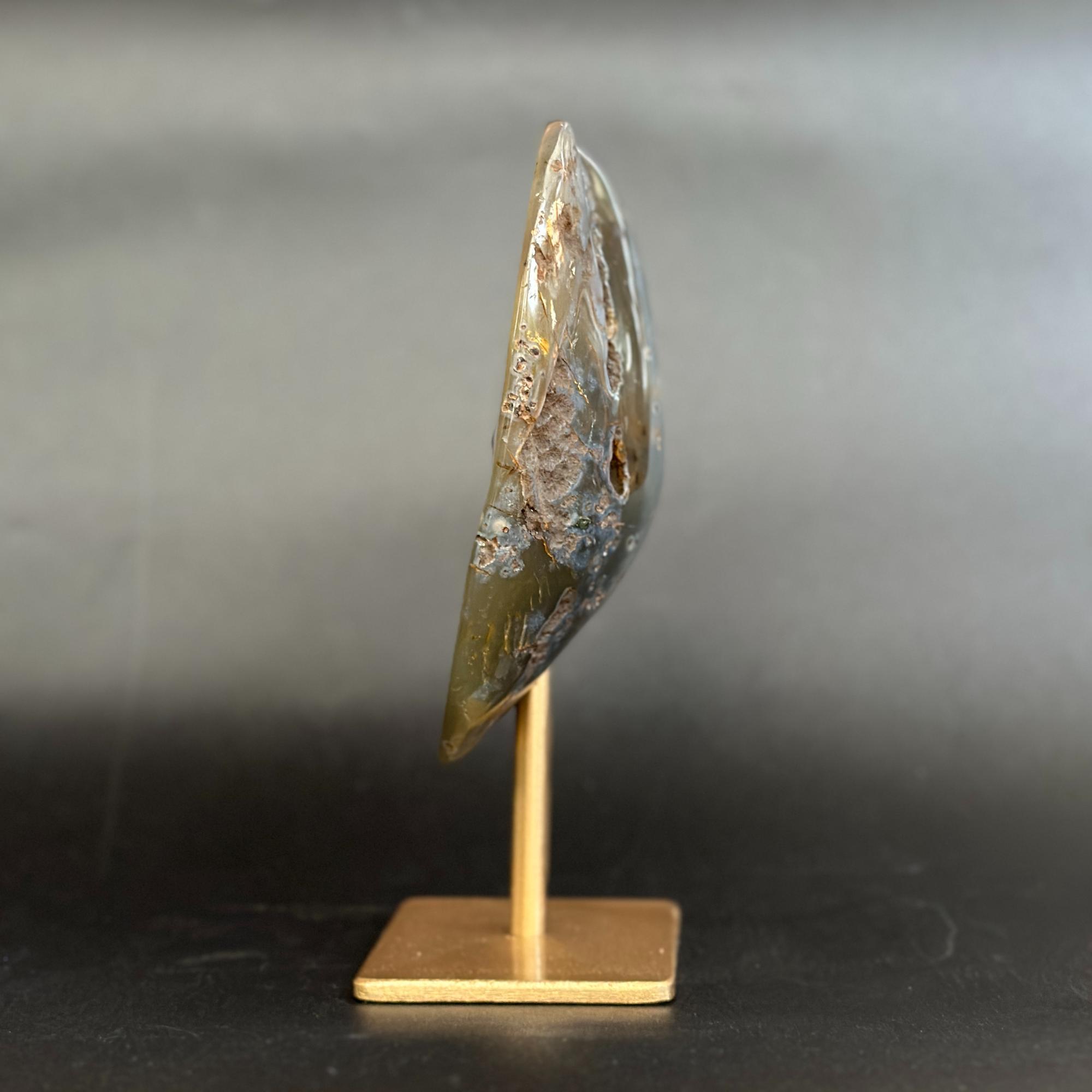 A polished natural shell or stone specimen displayed upright on a small gold-colored metal stand against a dark gray gradient background.